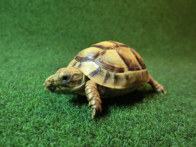 アラブギリシャリクガメベビー 90番　イエロータイプの画像