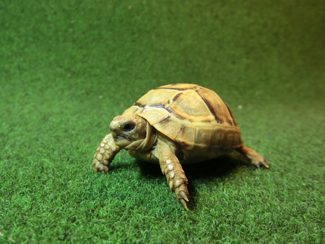 アラブギリシャリクガメベビー 91番 イエロータイプの画像