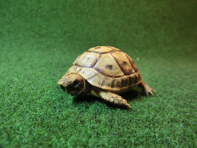 アラブギリシャリクガメベビー 93番　オレンジタイプの画像