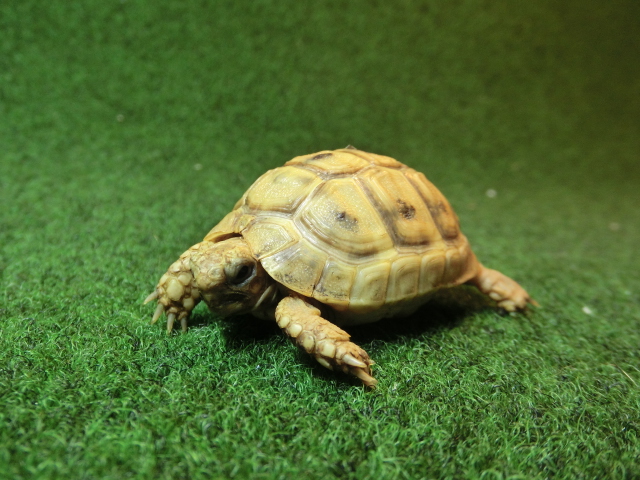 アラブギリシャリクガメベビー 97番　アイボリータイプの画像