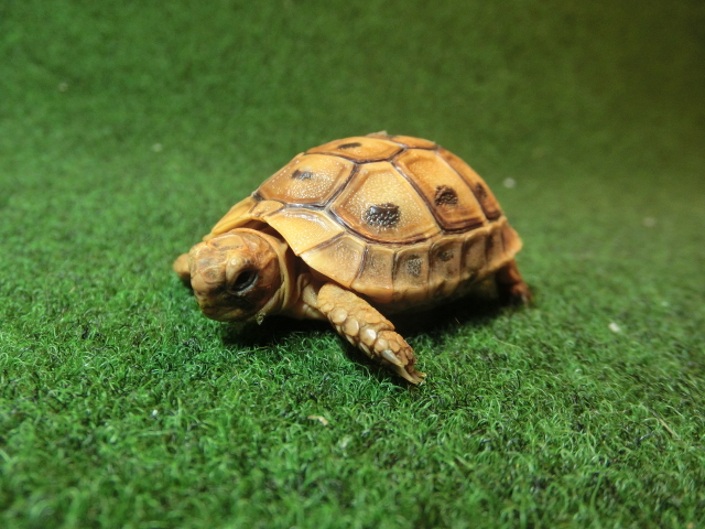 アラブギリシャリクガメベビー 99番　オレンジタイプの画像