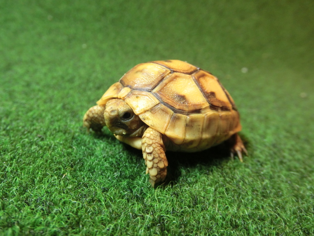 アラブギリシャリクガメベビー 01番　オレンジタイプの画像