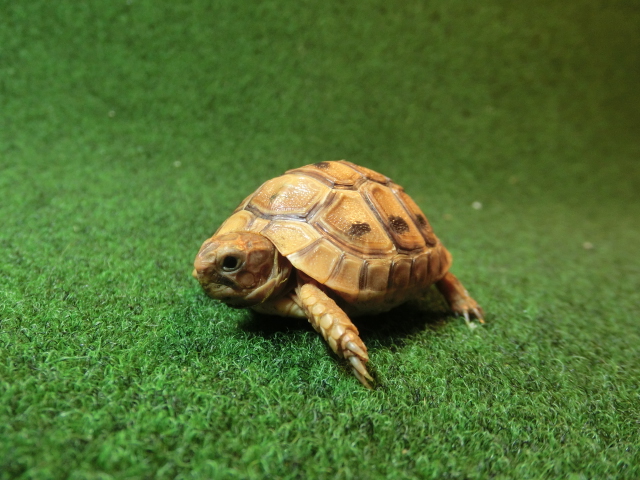 アラブギリシャリクガメベビー 06番　オレンジタイプの画像