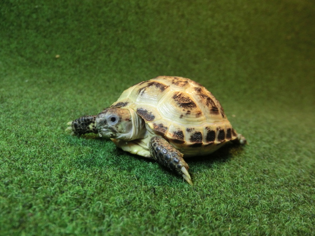 ホルスフィールドリクガメベビーEUCB個体09番の画像