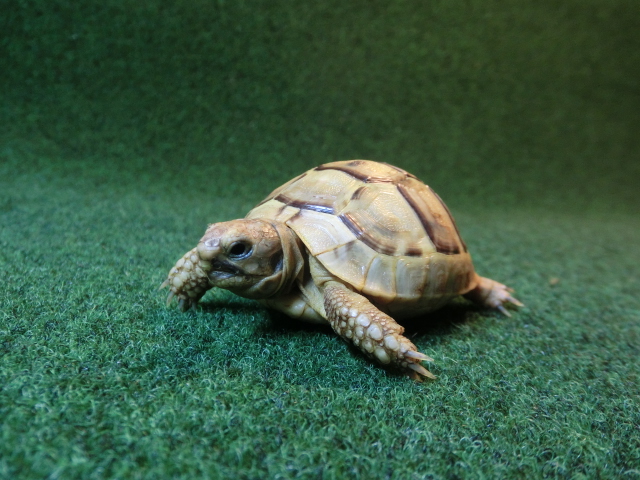 アラブギリシャリクガメベビー 08番イエロータイプの画像