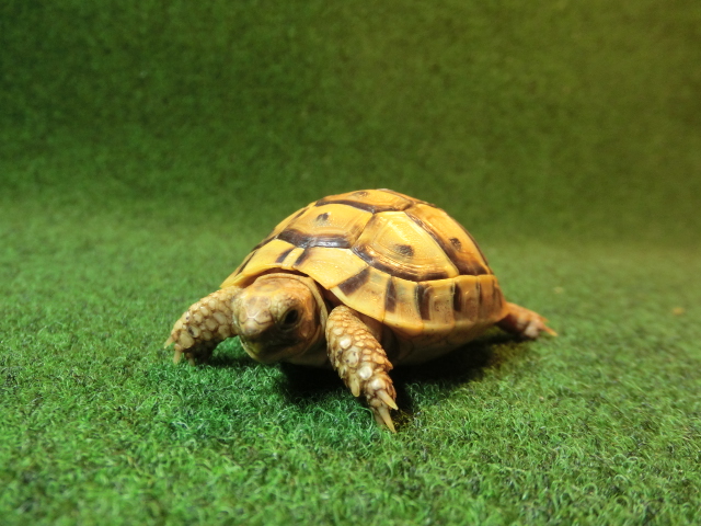 アラブギリシャリクガメベビー 09番オレンジタイプの画像