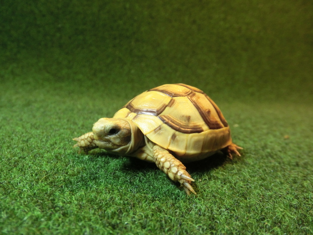 アラブギリシャリクガメベビー 11番の画像