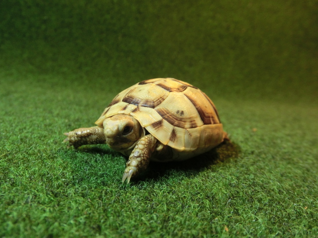 アラブギリシャリクガメベビー 12番アイボリータイプの画像