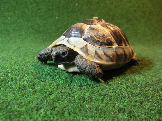 イベラギリシャリクガメSサイズEUCB個体　55番の画像