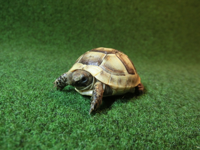 イベラギリシャリクガメベビーEUCB個体　56番の画像