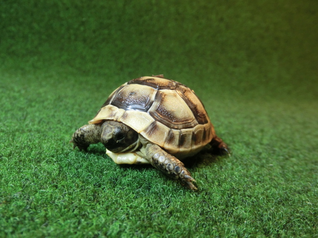 イベラギリシャリクガメベビーEUCB個体　57番の画像