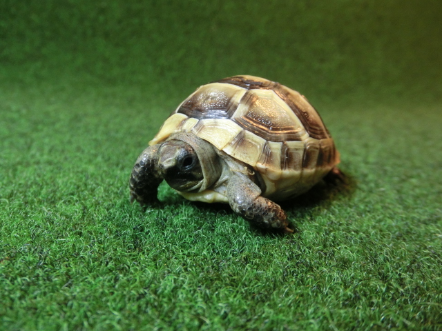 イベラギリシャリクガメベビーEUCB個体　58番の画像