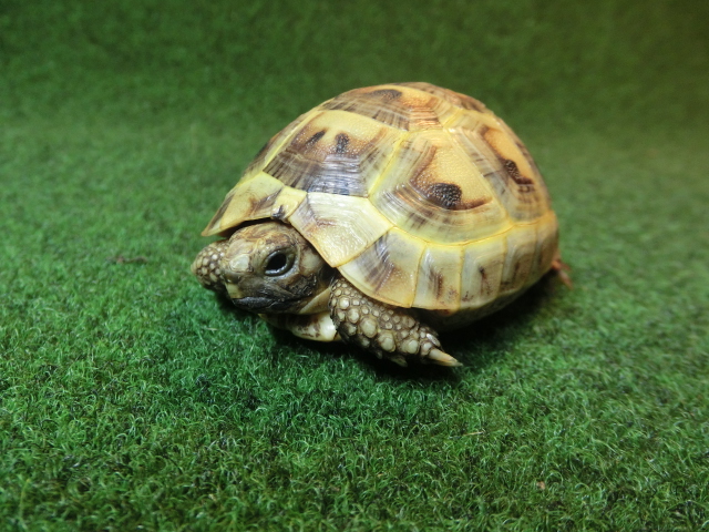 アラブギリシャリクガメベビー 13番ホウシャ模様の画像