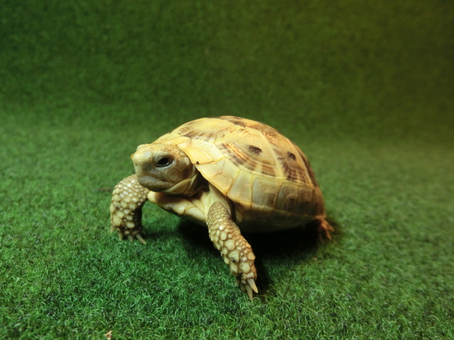 アラブギリシャリクガメベビー 15番ホウシャ模様の画像