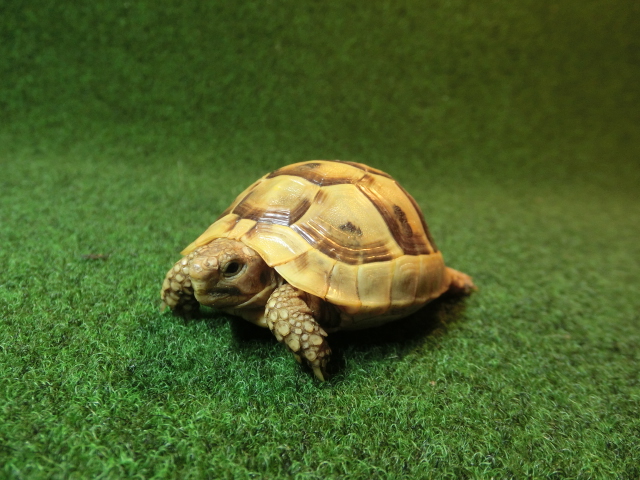 アラブギリシャリクガメベビー 17番の画像