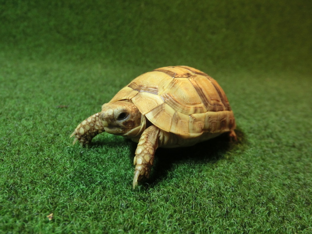 アラブギリシャリクガメベビー 18番の画像