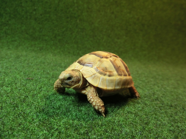 アラブギリシャリクガメベビー 20番の画像