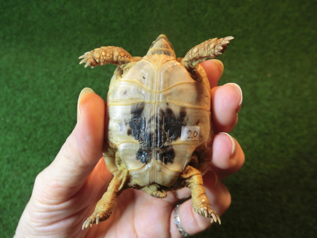 アラブギリシャリクガメベビー 20番の画像