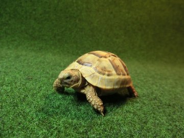 アラブギリシャリクガメベビー 20番の画像