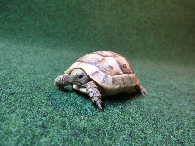 アラブギリシャリクガメベビー 21番の画像