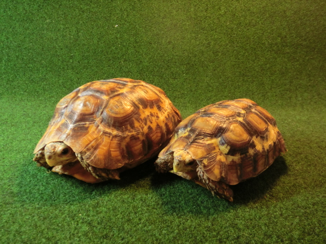 ベルセオレガメ フルアダルトペア10・17番の画像