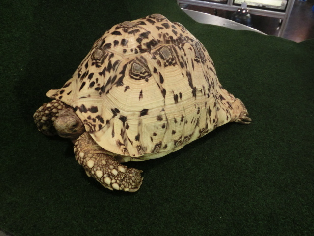 ヒョウモンガメ ホワイトタイプ アダルトメス当店飼い込み個体の画像