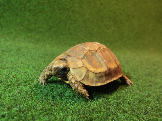 ベルセオレガメベビー24番の画像