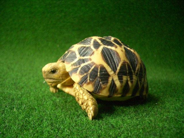 ビルマホシガメベビー正規輸入個体25番の画像