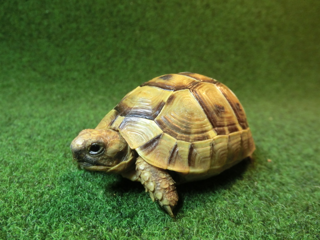 ギリシャリクガメ SＭサイズ22番の画像
