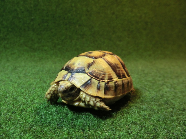 ギリシャリクガメ SＭサイズ23番の画像