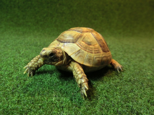 ギリシャリクガメ SＭサイズ25番の画像