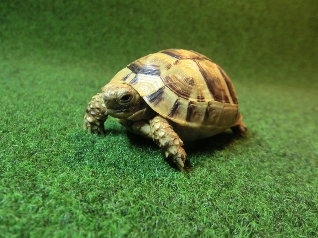 ギリシャリクガメ SＭサイズ26番の画像