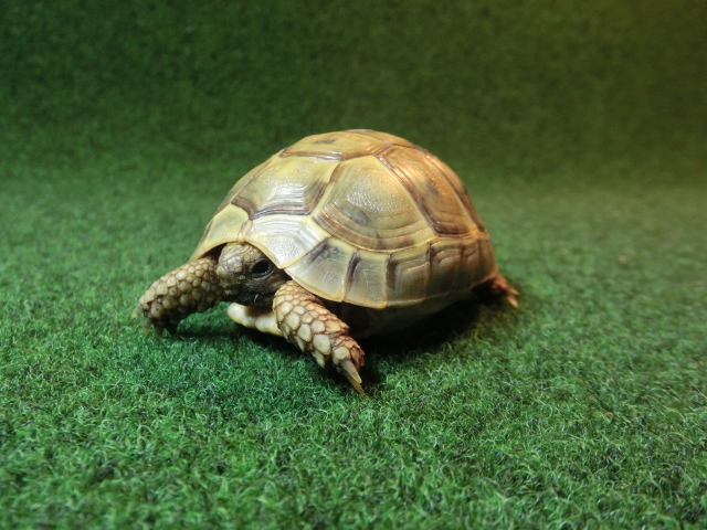 ギリシャリクガメ SＭサイズ27番の画像