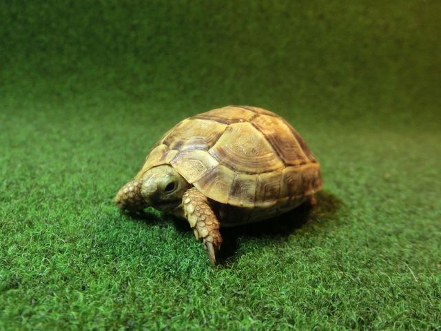 ギリシャリクガメ Sサイズ28番の画像