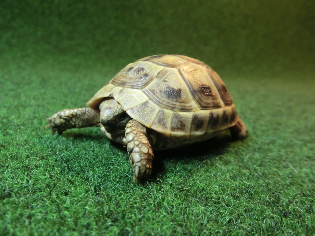 ギリシャリクガメ Sサイズ29番の画像