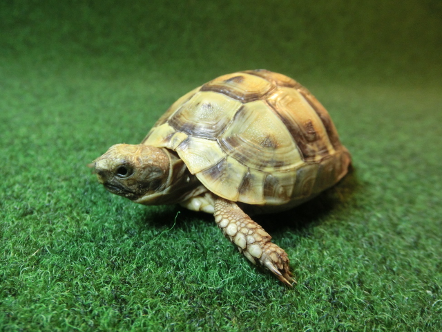 ギリシャリクガメ Sサイズ31番の画像