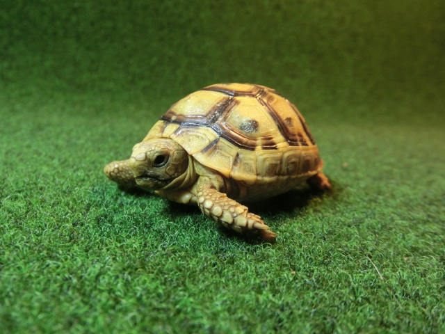 ギリシャリクガメ Sサイズ32番の画像