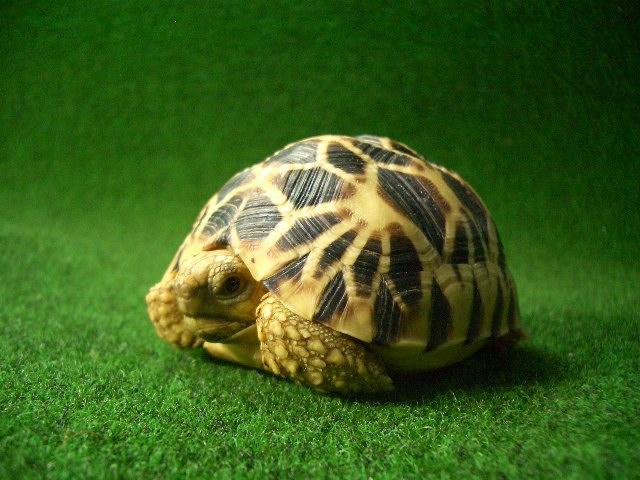 ビルマホシガメベビー正規輸入個体27番の画像