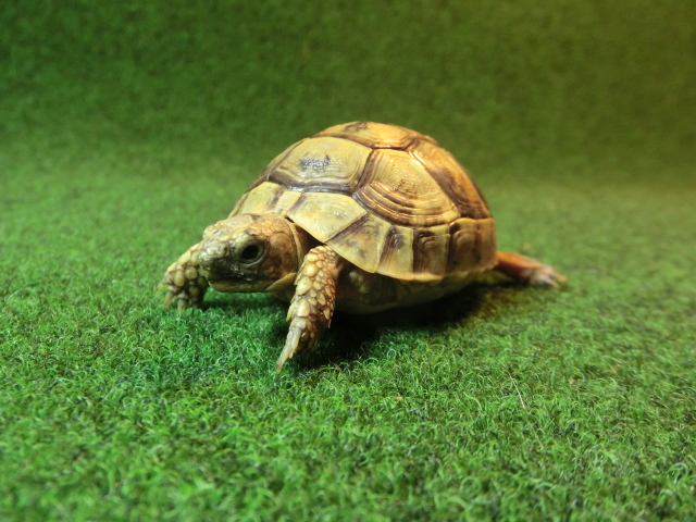 アラブギリシャリクガメ Sサイズ33番の画像