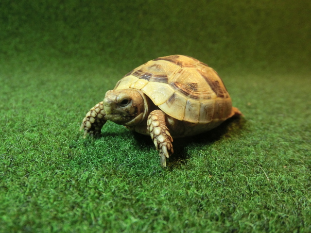 ギリシャリクガメ Sサイズ34番の画像