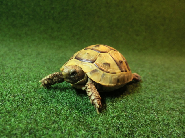 ギリシャリクガメ Sサイズ35番の画像