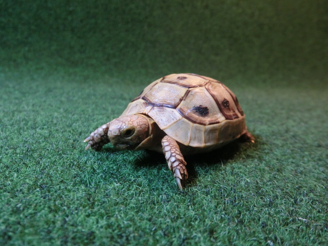 ギリシャリクガメ Sサイズ36番の画像