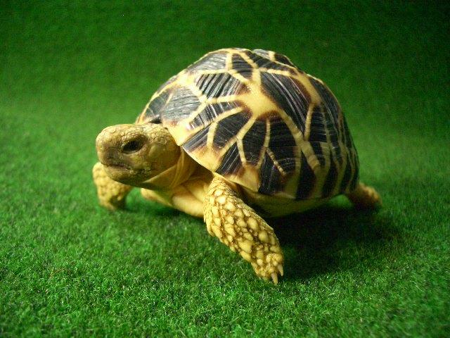 ビルマホシガメベビー正規輸入個体28番の画像