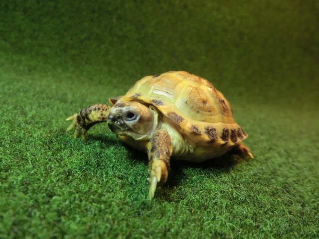 ホルスフィールドリクガメベビーCB個体18番の画像