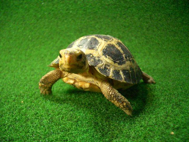 セレベスリクガメベビー8番の画像