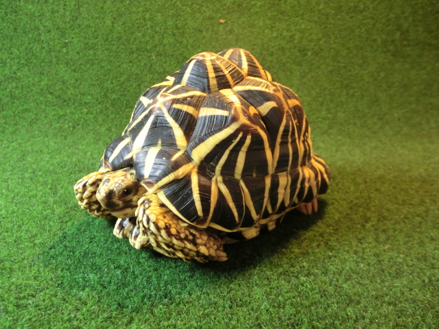 インドホシガメ アダルトオス 飼い込み個体 マイクロチップ登録票付の画像