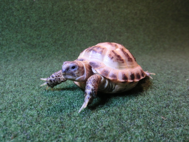 ホルスフィールドリクガメベビーCB個体16番の画像