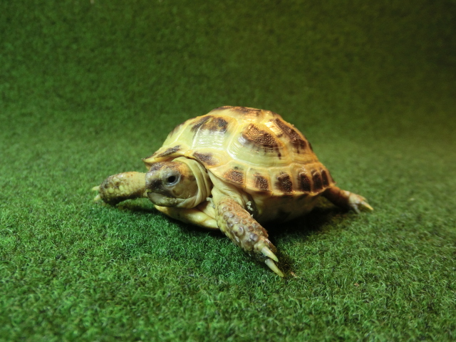 ホルスフィールドリクガメベビーCB個体18’番の画像