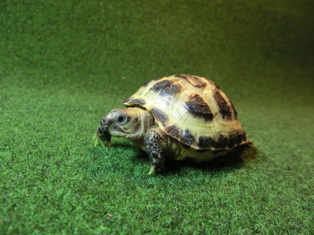 ホルスフィールドリクガメベビーCB個体19番の画像