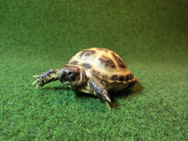 ホルスフィールドリクガメベビーCB個体21番の画像